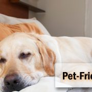 Pet friendly hotels Hotelogix