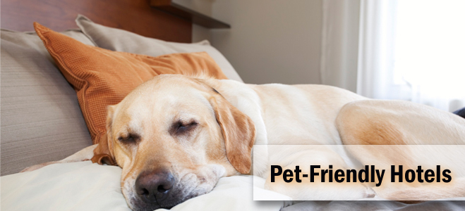 Pet friendly hotels Hotelogix